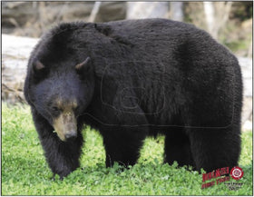 Dura-Mesh Doelschijf Oplegger Zwarte Beer