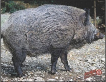 Dura-Mesh Zielscheibenauflage Wildschwein