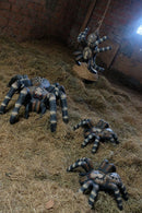 Leitold kleine Vogelspinne-4