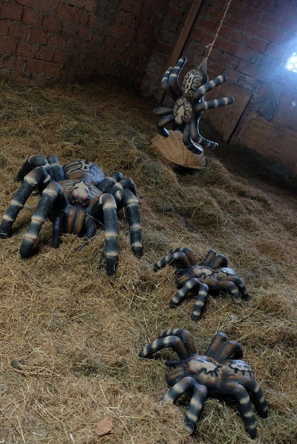 Leitold kleine Vogelspinne