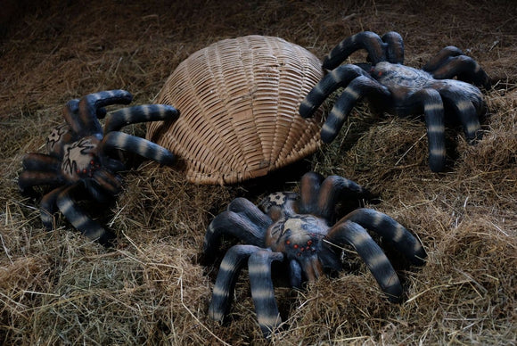 Leitold kleine Vogelspinne