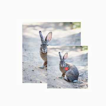 Bearpaw Scheibenauflage Hase