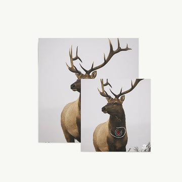 Bearpaw Scheibenauflage Hirsch